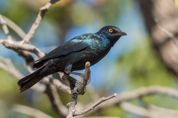 Red-shouldered Glossy-starling - Lamprotornis nitens, beautiful glossy blue perching bird from African savannas, Namibia.