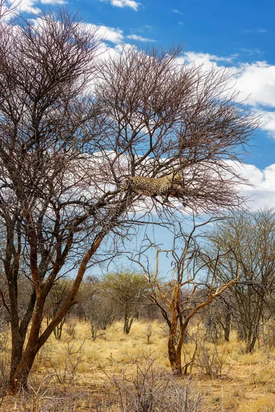 Leopar Panthera Pardus Afrika Çalılar Savana Ormanlar Etosha Milli Parkı — Stok fotoğraf