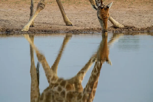 Girafe Girafe Safari Dans Parc National Etosha Namibie Afrique Mignon — Photo