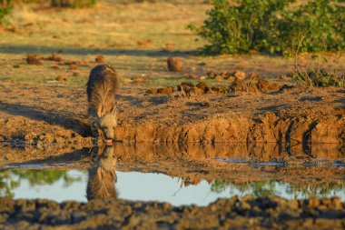 Kahverengi Sırtlan - Hyaena brunnea, Afrika çalılarından nadir utangaç etobur, Etosha Milli Parkı, Namibya.