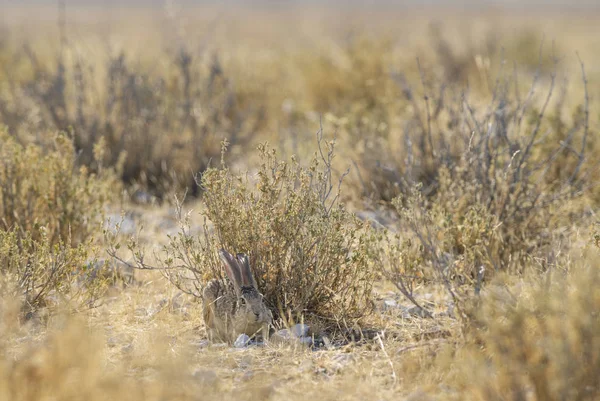 Liebre Lepus Saxatilis Liebre Tímida Sabanas Pastizales Africanos Parque Nacional —  Fotos de Stock