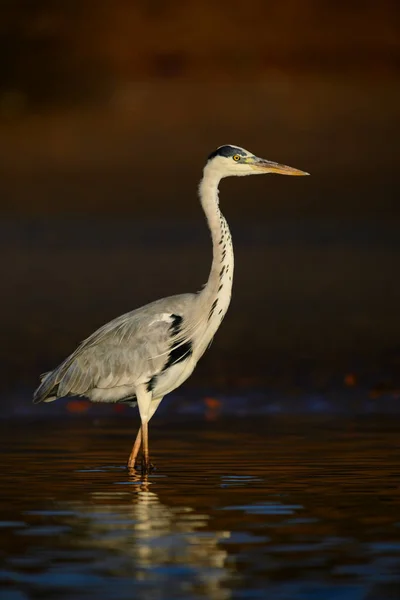 Graureiher Ardea Cinerea Großer Graureiher Aus Seen Und Flüssen Somone — Stockfoto