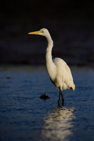 Great White Egret Ardea Alba Beautiful Large Egret World Fresh — Stock Photo, Image