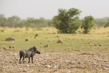 Çöl Warthog - Phacochoerus aethiopicus, Afrika savanaları popüler memeli, Etosha Milli Parkı, Namibya.