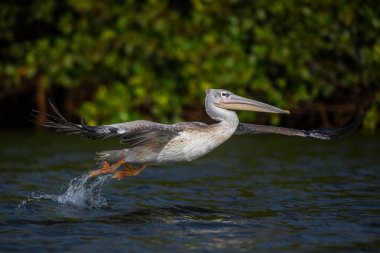 Pembe sırtlı Pelikan - Pelecanus rufescens, Afrika tatlı suları ve deniz kıyılarından büyük su kuşu, La Somone, Senegal.