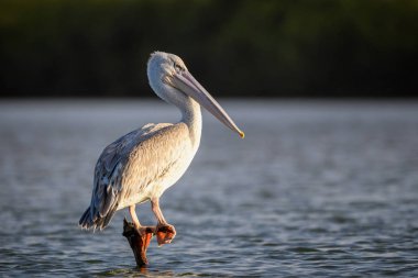Pembe sırtlı Pelikan - Pelecanus rufescens, Afrika tatlı suları ve deniz kıyılarından büyük su kuşu, La Somone, Senegal.