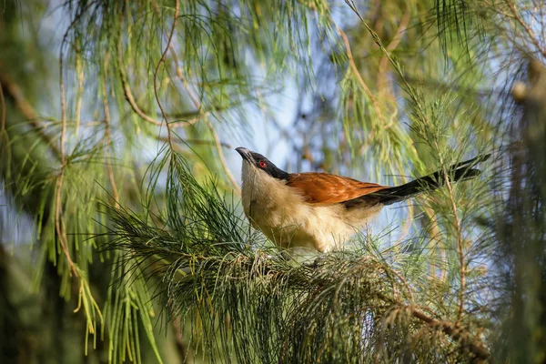 Senegal Coucal Centfenus Senegalensis Красивая Разноцветная Кукушка Африки Somone Senegal — стоковое фото