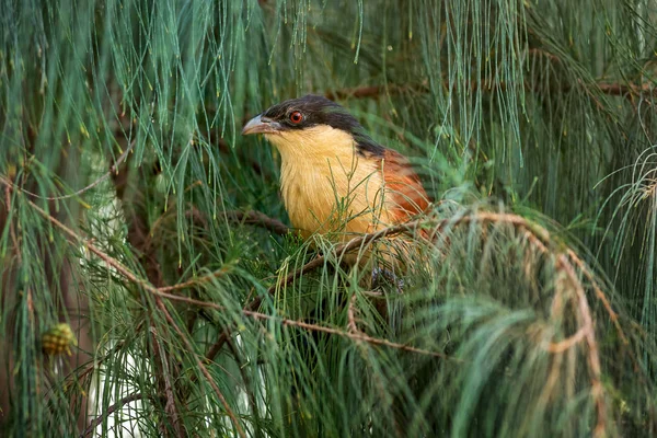 Senegal Coucal Centfenus Senegalensis Красивая Разноцветная Кукушка Африки Somone Senegal — стоковое фото