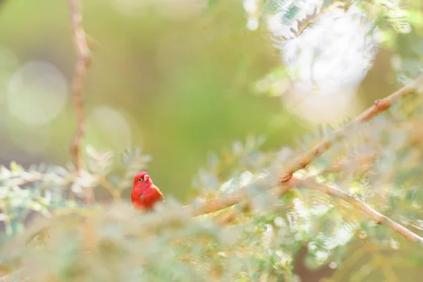 赤い請求ファイアフィンチ ラゴノスティッタセネガル アフリカの茂みや庭園から美しい小さな赤いパーチング鳥 セネガル — ストック写真