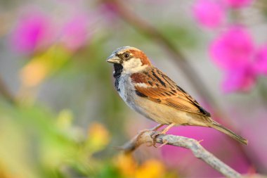 House Sparrow-Passer domesticus, dünya bahçeleri, alanlar ve çalılar, La somone, Senegal ortak ötücü kuş.