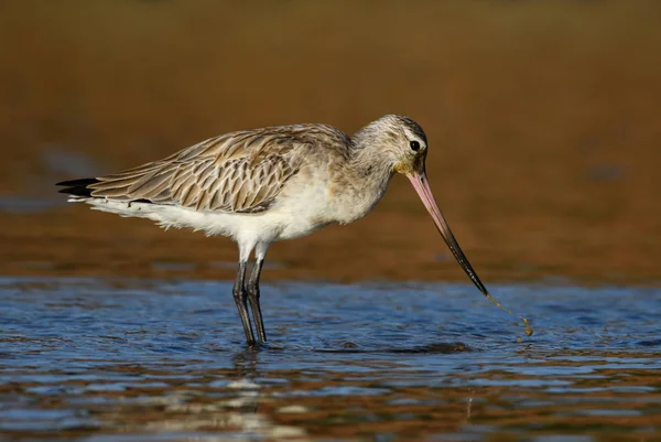 Black Tailed Godwit Limosa Limosa Beautiful Shy Snipe Worldwide Fresh — Stock Photo, Image