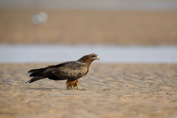 Pipa Negra Milvus Migrans Belo Grande Pássaro Rapina Amplamente Distribuído — Fotografia de Stock