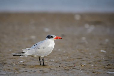 Caspian tern-Sterna Caspia, Afrika kıyılarına ve kıyılarından güzel su kuşu, La somone, Senegal.