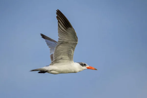 Caspian Tern Sterna Caspia Afrika Kıyılarına Kıyılarından Güzel Kuşu Somone — Stok fotoğraf