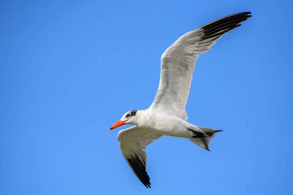 Caspian Tern - Sterna caspia, beautiful water bird from African shores and coasts, La Somone, Senegal.