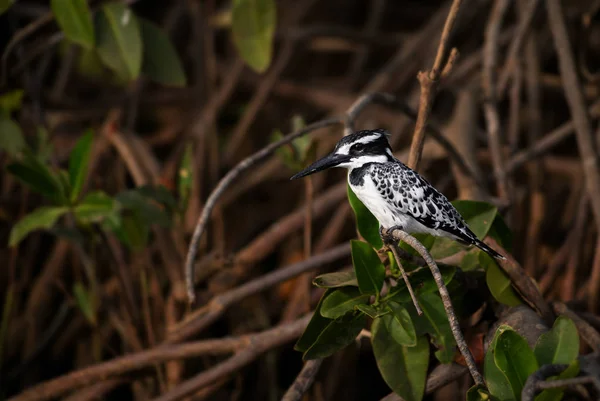 Pied Kingfisher Ceryle Rudis Beautiful Large Kingfisher African Mangroves Rivers — Stock Photo, Image