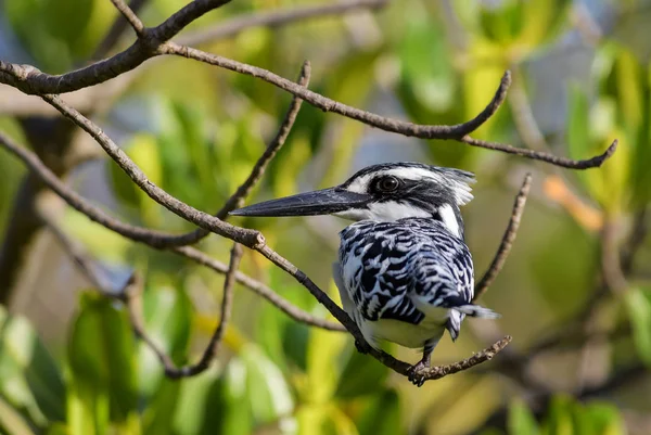 Pied Kingfisher Ceryle Rudis Beautiful Large Zingfisher African Mangroves Rivers — стоковое фото