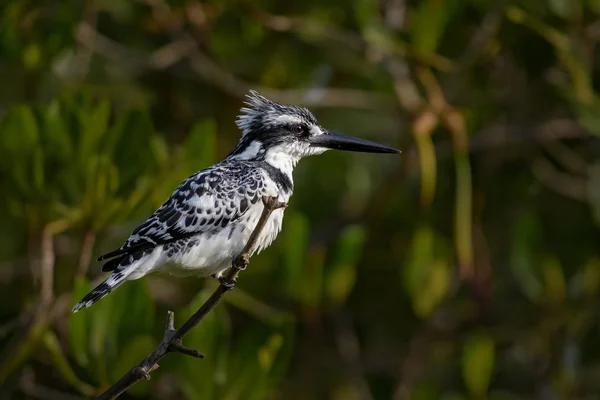 Pied Kingfisher Ceryle Rudis Beautiful Large Zingfisher African Mangroves Rivers — стоковое фото