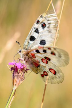 Apollo Butterfly-Parnassius Apollo, Avrupa 'dan güzel ikonik tehlike altındaki kelebek, Strayberk, Çek Cumhuriyeti.