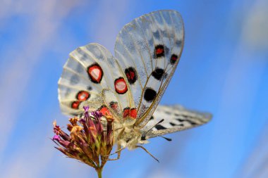 Apollo Butterfly-Parnassius Apollo, Avrupa 'dan güzel ikonik tehlike altındaki kelebek, Strayberk, Çek Cumhuriyeti.