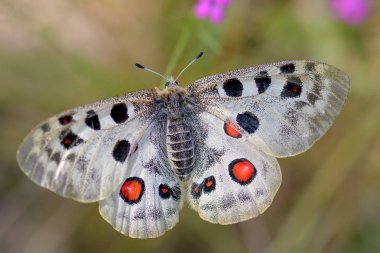 Apollo Butterfly-Parnassius Apollo, Avrupa 'dan güzel ikonik tehlike altındaki kelebek, Strayberk, Çek Cumhuriyeti.