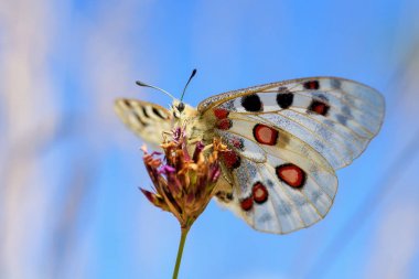 Apollo Butterfly-Parnassius Apollo, Avrupa 'dan güzel ikonik tehlike altındaki kelebek, Strayberk, Çek Cumhuriyeti.