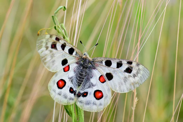 Apollo Butterfly-Parnassius Apollo, Avrupa 'dan güzel ikonik tehlike altındaki kelebek, Strayberk, Çek Cumhuriyeti.