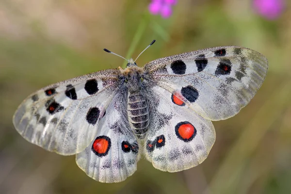 Apollo Butterfly Parnassius Apollo Schöner Ikonischer Gefährdeter Schmetterling Aus Europa — Stockfoto