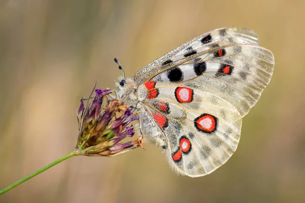 Apollo Butterfly Parnassius Apollo Piękny Charakterystyczny Zagrożony Motyl Europy Stramberk — Zdjęcie stockowe