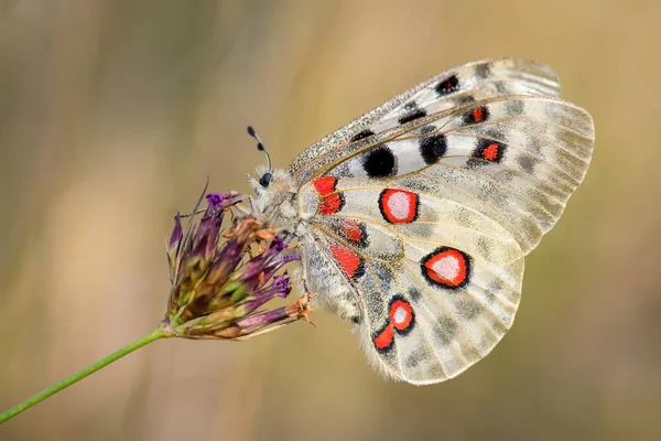 Apollo Butterfly-Parnassius Apollo, Avrupa 'dan güzel ikonik tehlike altındaki kelebek, Strayberk, Çek Cumhuriyeti.