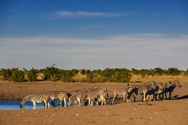 プレインズ ゼブラ エクウス クアガ アフリカのサバンナからの動物のような大人気の馬 エトーシャ国立公園 ナミビア — ストック写真