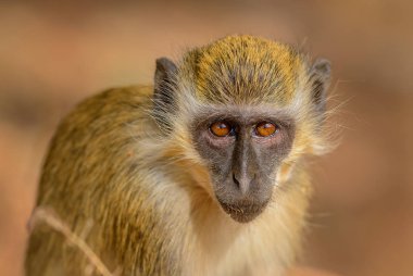 Yeşil Maymun - Chlorocebus aethiops, Batı Afrika çalılar ve ormanlar, Senegal güzel popüler maymun.