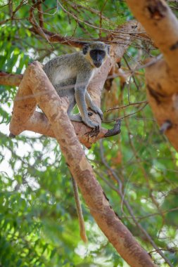Yeşil Maymun - Chlorocebus aethiops, Batı Afrika çalılar ve ormanlar, Senegal güzel popüler maymun.