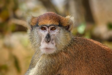 Patas Monkey - Erythrocebus patas, Afrika çalıları ve ormanlarından güzel turuncu primat, Senegal, Batı Afrika.