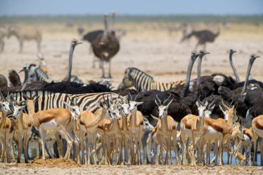 Etosha Milli Parkı tuz tavası - tuz kum ovaları ile nadir benzersiz çevre, Namibya, Batı Afrika.
