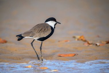 Mahmuz kanatlı Plover - Vanellus spinosus, Batı Afrika tatlı su, alanlar ve çayırlar, La Somone, Senegal güzel lapwing.