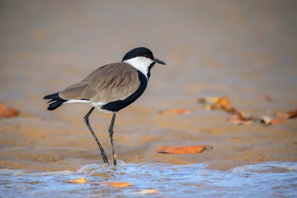 Sarkantyúfarkú Lile Vanellus Spinosus Nyugat Afrikai Friss Vízből Mezőkből Rétekből — Stock Fotó