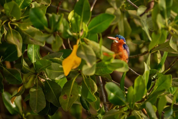 マラカイト キングフィッシャー アルセド クリスタタ 西アフリカの川とマングローブ ソモーネ セネガルの美しい小さな青とオレンジの川のカワセミ — ストック写真