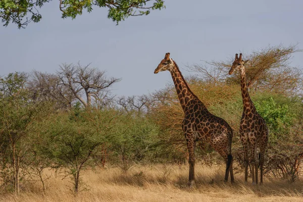 Giraffa Giraffa Giraffa Safari Senegal Africa Occidentale Carino Membro Dei — Foto Stock