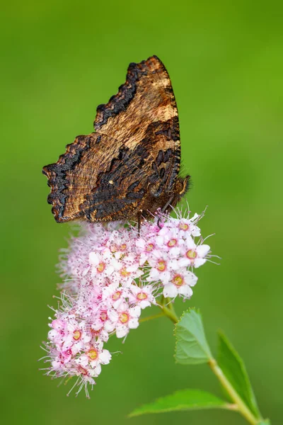 Large Tortoiseshell Nymphalis Polychloros Beautiful Brushfoot Butterfly European Meadows Bushes — Stock Photo, Image