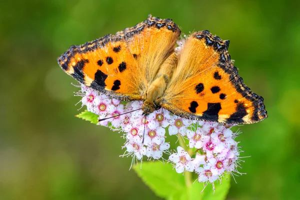 Grande Tartaruga Nymphalis Policloros Bela Borboleta Pincelada Prados Arbustos Europeus — Fotografia de Stock