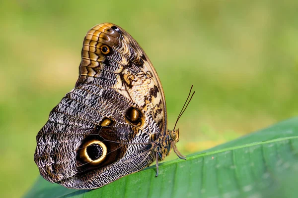 Obří Soví Motýl Caligo Memnon Krásný Velký Motýl Středoamerických Lesů — Stock fotografie