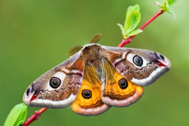 İmparator Güvesi - Saturnia pavonia, Avrupa ormanları ve ormanlık güzel nadir güve, Çek Cumhuriyeti.
