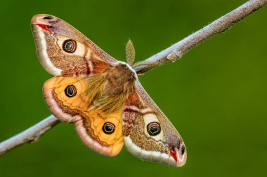 İmparator Güvesi - Saturnia pavonia, Avrupa ormanları ve ormanlık güzel nadir güve, Çek Cumhuriyeti.