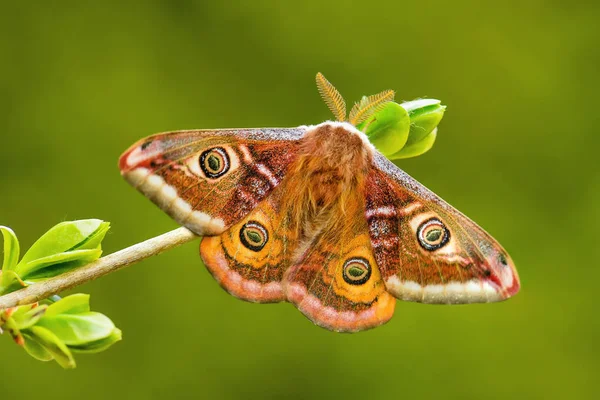 Moth Emperor Saturnia Pavonia Piękne Rzadkie Ćmy Lasów Europejskich Lasy — Zdjęcie stockowe