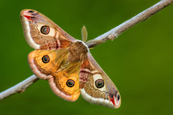 Emperor Moth - Saturnia pavonia, beautiful rare moth from European forests and woodlands, Czech Republic.