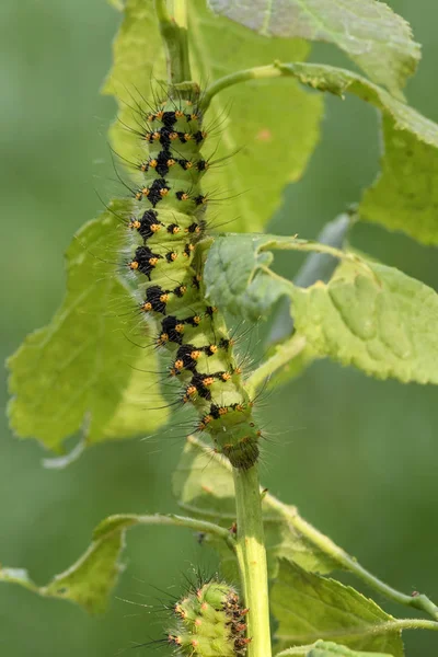 Kaisermotte Saturnia Pavonia Schöne Seltene Motte Aus Europäischen Wäldern Und — Stockfoto