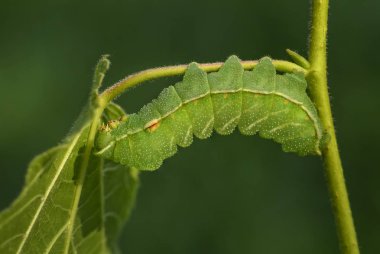 Tau İmparatoru - Aglia Tau, Avrupa ormanlarından ve ormanlık alanlardan güzel bir güve, kanatları Tau harfiyle, Çek Cumhuriyeti.