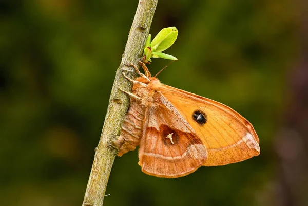 Tau Emperor Aglia Tau Όμορφη Πεταλούδα Από Ευρωπαϊκά Δάση Και — Φωτογραφία Αρχείου