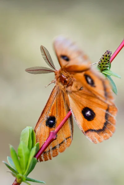 阿格利亚陶 美丽的飞虫从欧洲森林和林地与陶字母的翅膀 捷克共和国 — 图库照片